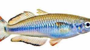 Toltia: kompatibilita, reprodukcia, obsah, fotografia, popis